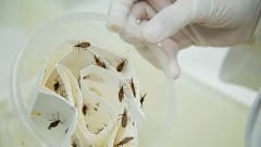 AM tem 8 casos de Doença de Chagas 